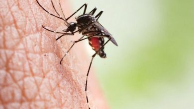 Photo of Connexion:  Health marshals needed to beat dengue