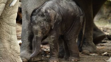 Photo of Birth of Baby Elephant Brought Cheers to ZTNS on New Year