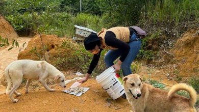 Photo of Doctor’s Love for Animals Led Her to Start ‘No Strays On Streets’ NGO