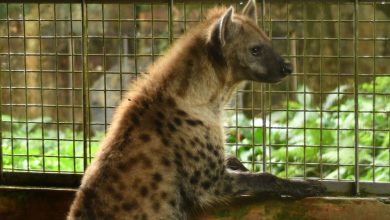 Photo of Spotted Hyena is a New Attraction of Zoo Taiping & Night Safari