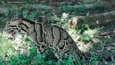 Photo of Clouded Leopard Spotted in Tanjung Malim confirms Perak Perhilitan