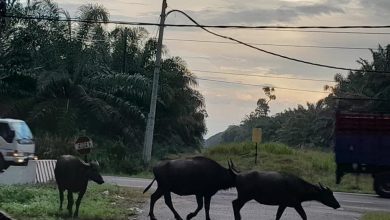 Photo of Roaming livestock: Owners are advised to be responsible