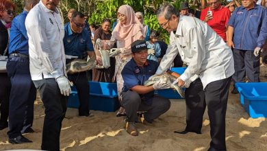 Photo of Teluk Ketapang Turtle Conservation and Information Center will be gazetted to protect turtle habitat