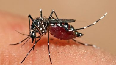 Photo of Dengue Fever Cases in Ipoh Rise by 244.2% – Mayor