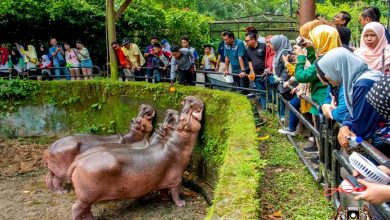 Photo of Taiping Zoo offers free admission for every 150th visitor and those born in 1964