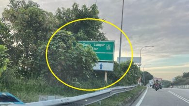Photo of Overgrown Bushes Obscuring Signboards, Damaging City Image