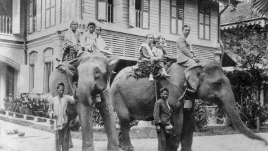 Photo of Many unaware there were elephants in Ipoh 100 years ago