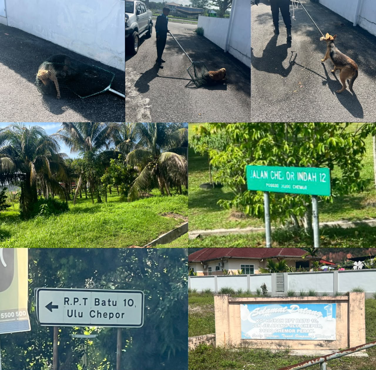 Two stray dogs captured following viral RPT 10 Ulu Chepor issue | Ipoh Echo
